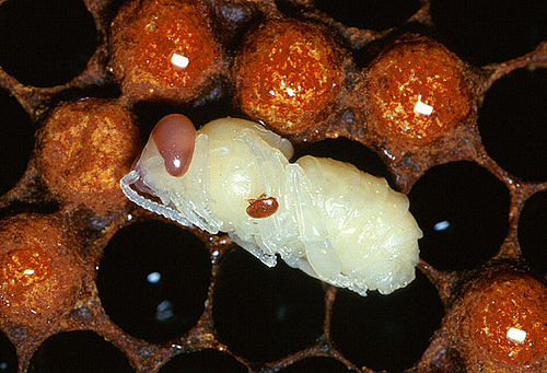 Female vermite
