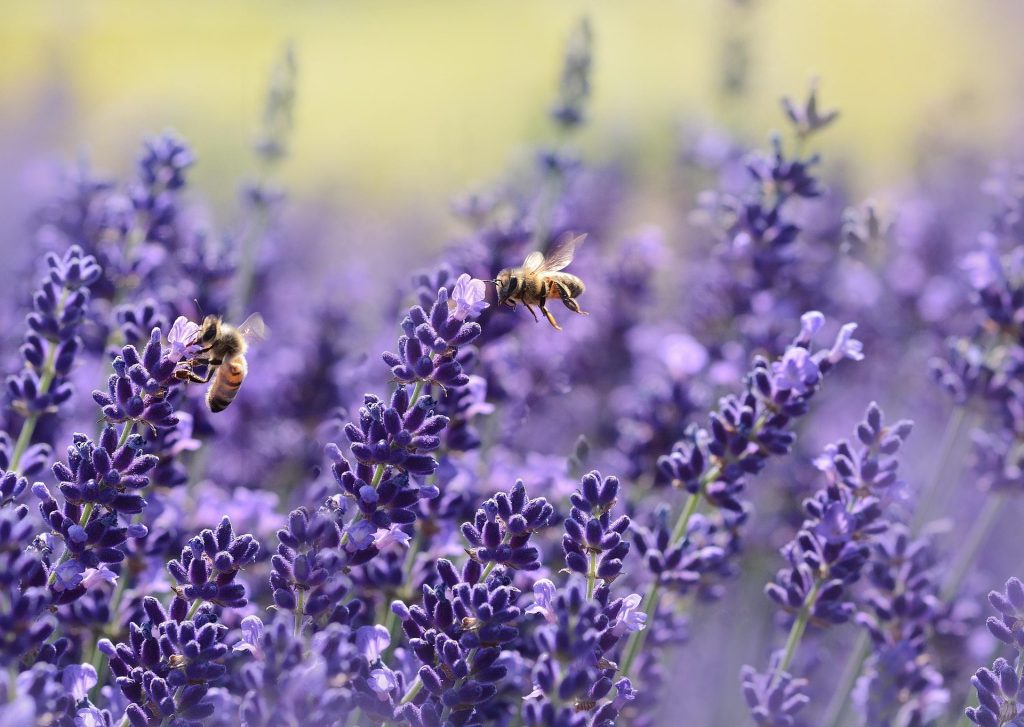 Honeybees on lavenders