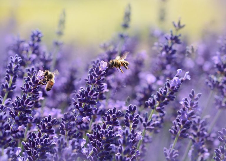 Honeybees on lavenders