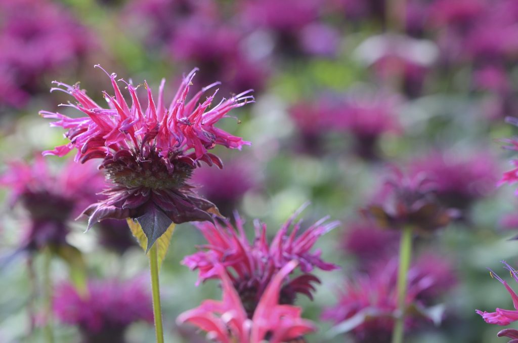 Pink beebalm flower