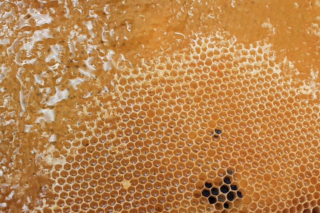 Honey-bee comb.