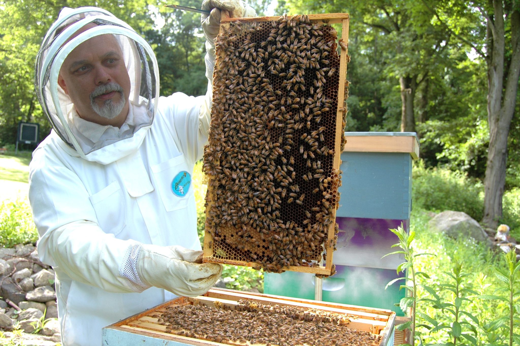 Guy holding large honey-comb with many bees on it.