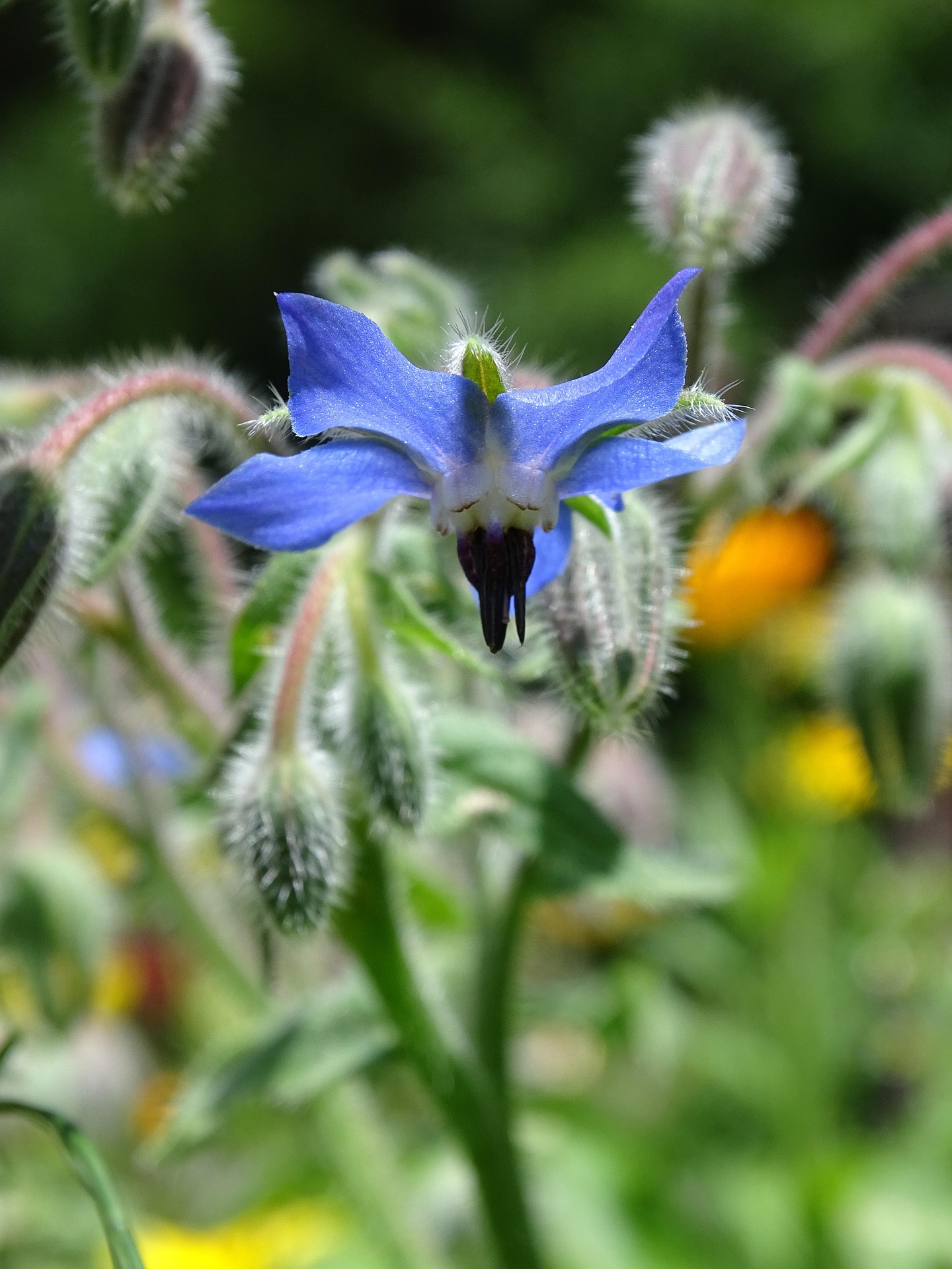 Purple borage flower