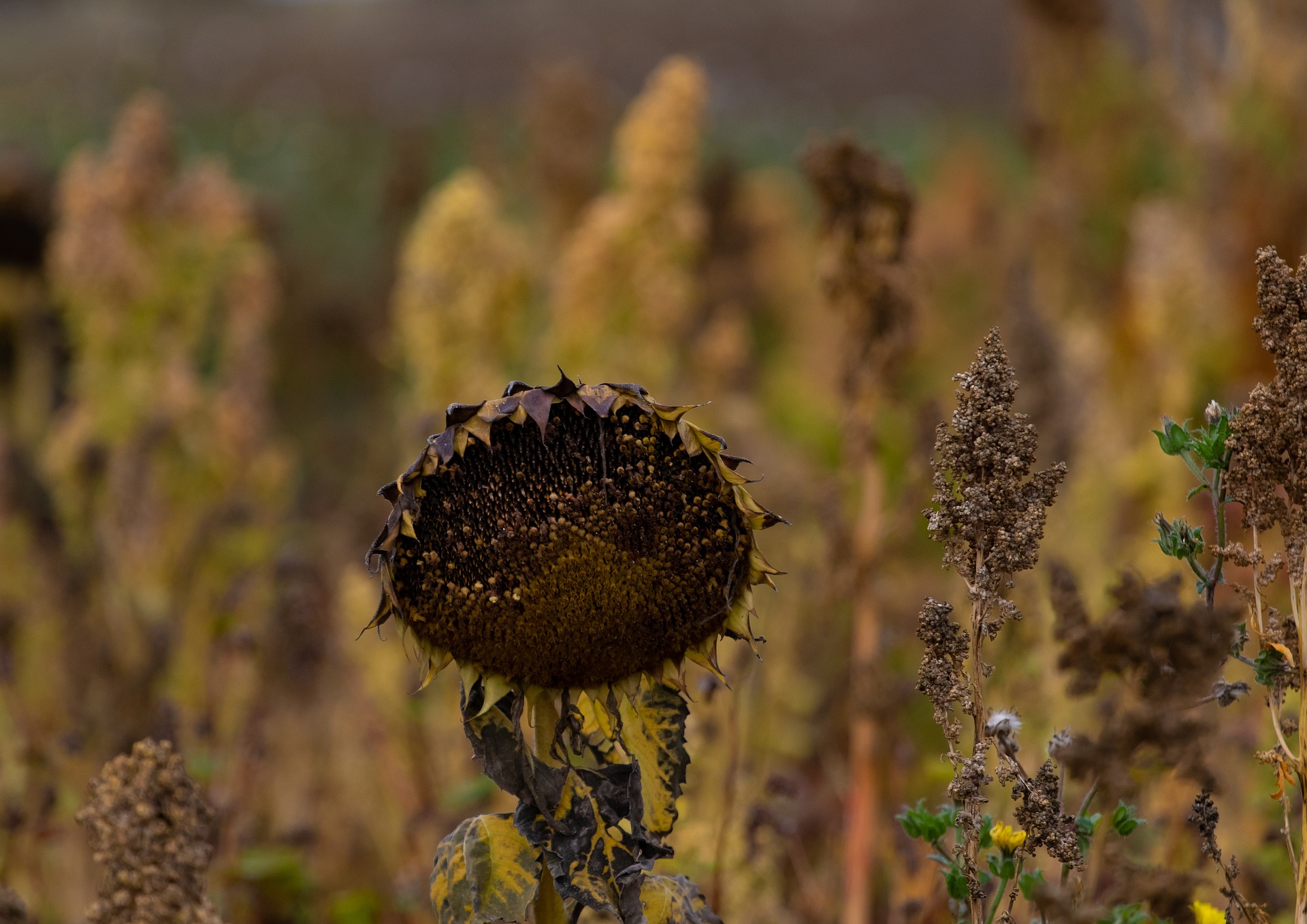 Wilted sunflower outside