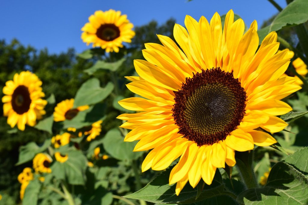 Average yellow sunflower